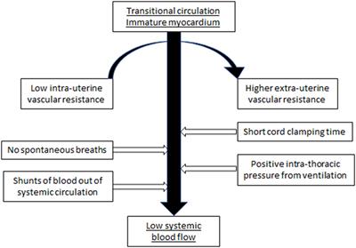 The Pathophysiology of Low Systemic Blood Flow in the Preterm Infant